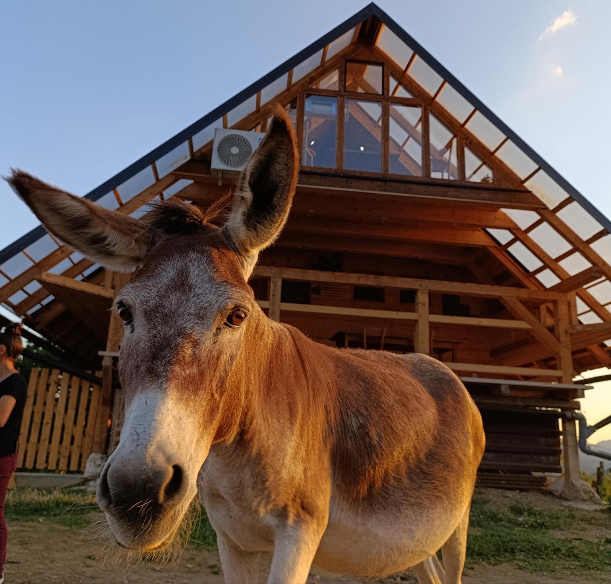 Magarija 1 * Dimitrovgrad