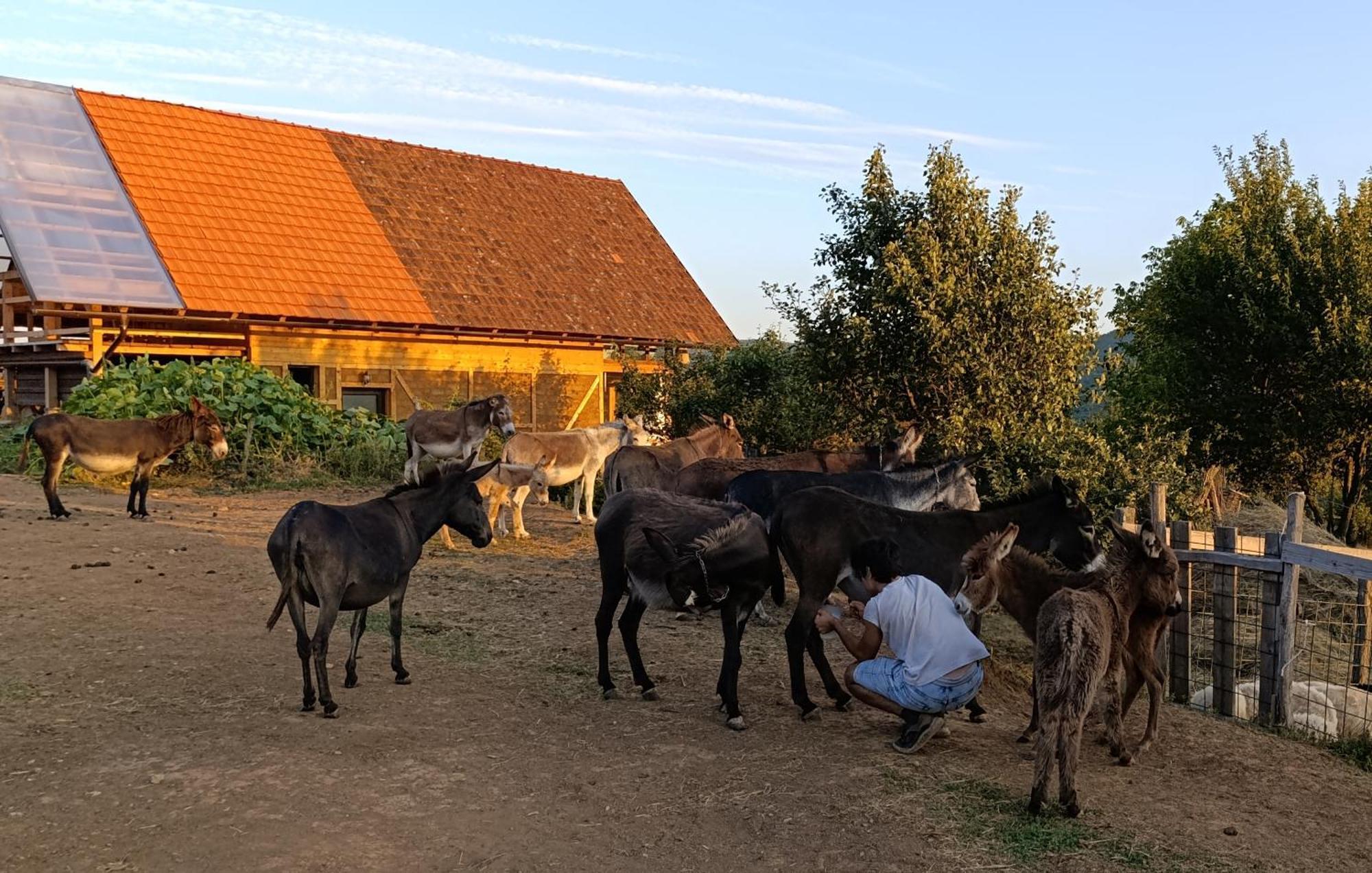 Magarija 1 * Dimitrovgrad